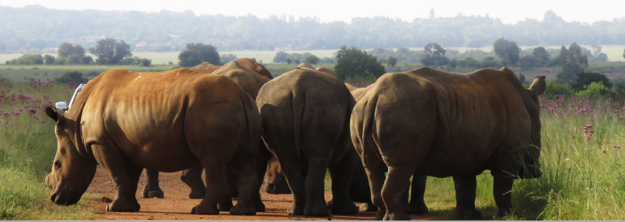 Rhino protection and welfare At Rietvlei Nature Reserve
