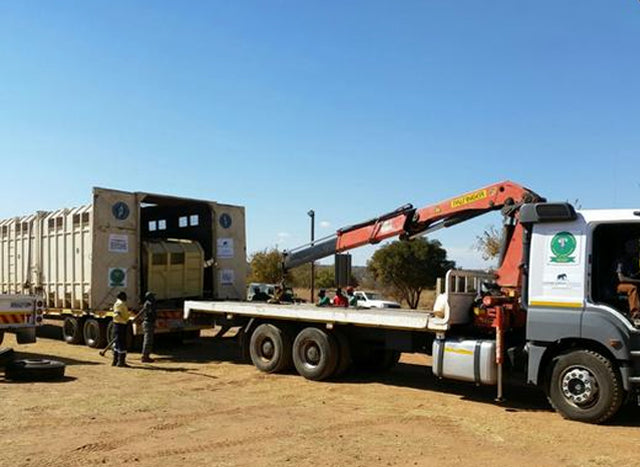 RELOCATION UPDATE! ERP ELEPHANT RELOCATION