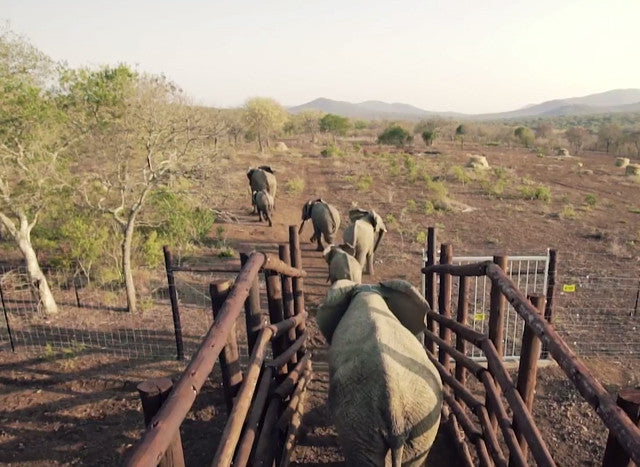 Tuskers Pack Trunks
