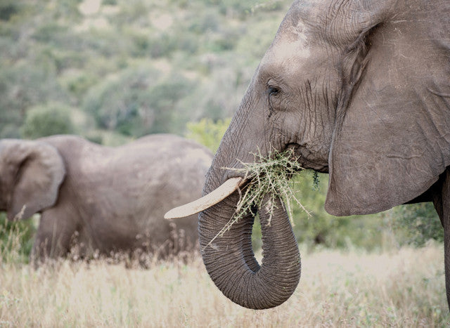 ERP ‘Walks’ Herd of Elephants Back to Reserve