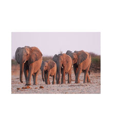 Load image into Gallery viewer, Elephant Pashmina