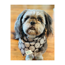 Load image into Gallery viewer, Shweshwe Pet Bandana in support of &quot;ERP Canine Project&quot;