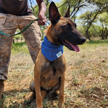 Load image into Gallery viewer, Shweshwe Pet Bandana in support of &quot;ERP Canine Project&quot;